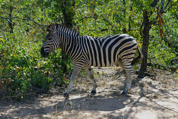 Fototapeta na wymiar African Burchell Zebra in the wilderness alone