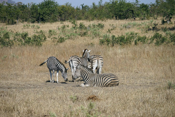 Obraz premium African Burchell Zebra in the wilderness playing