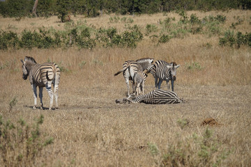 Fototapeta premium African Burchell Zebra in the wilderness playing