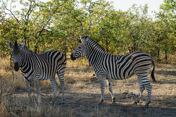 Fototapeta na wymiar African Burchell Zebra in the wilderness playing