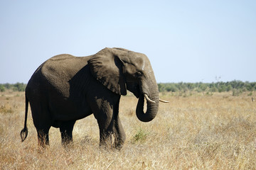 Obraz premium African Elephant Kruger National Park alone in the wilderness