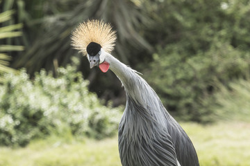 An alert crowned crane looking at the camera
