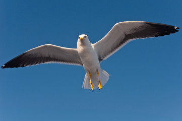 Hovering white seagull