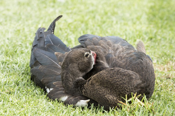 Brazilian duck lying and resting on a grass lawn