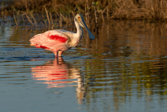 ROSEATE SPOONBILL; WADING; MIRRORED