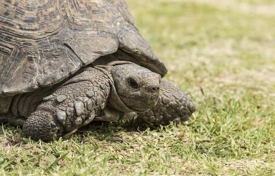 closeup view of a tortoise walking on lush green grass