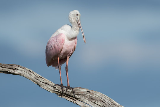 Roseate Spoonbill; isolated on a branch