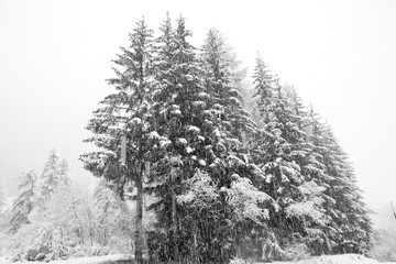 Snowfall on a group of firs