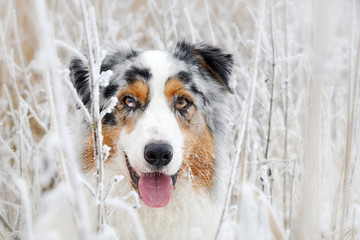 Portrait von einem hübschen Australian Shepherd Hund im Winter zwischen Gräsern mit Raureif - obrazy, fototapety, plakaty