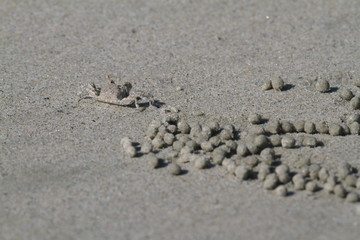 Fototapeta na wymiar Sand bubbler crab on sandy beach of Cow Bay, Daintree, Australia