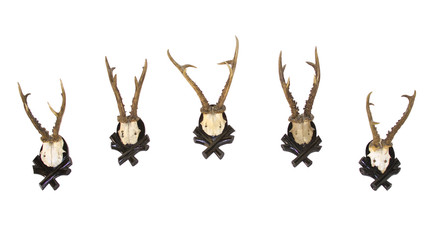 Five deer antlers on white background