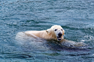 Obraz premium Polar bear