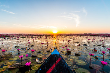 The sea of red lotus, Thailand