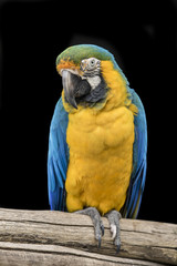 Inquisitive blue collard Macaw parrot