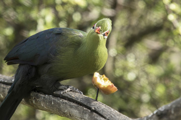 Knysna Loerie looks up while eating some fruit