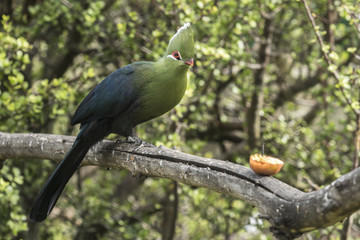 Knysna loerie moves closer to some fruit on a tree branch