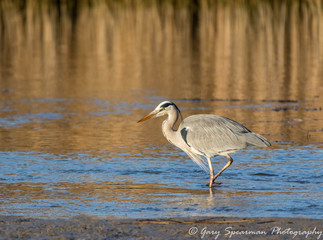 Heron 