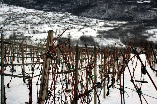 inverno in vigna
