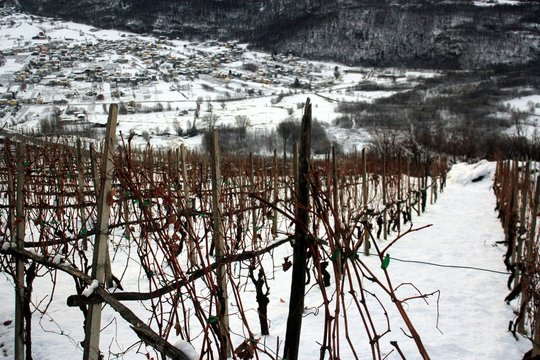 inverno in vigna