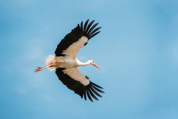 Adult European White Stork Flies In Blue Sky With Its Wings Spread © Great Brut Here