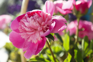 Peonies in a private garden