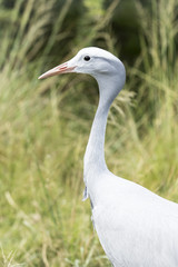 Side view of a blue crane