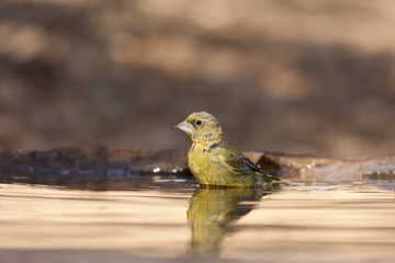 Carduelis chloris