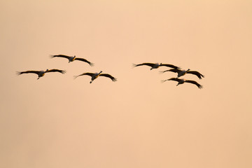 grus grus