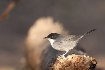 Sylvia melanocephala