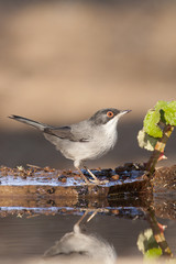 Sylvia melanocephala