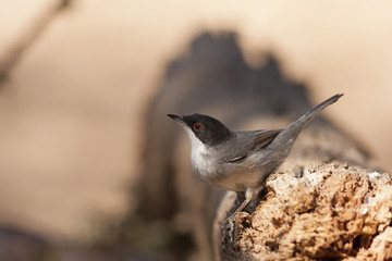 Sylvia melanocephala
