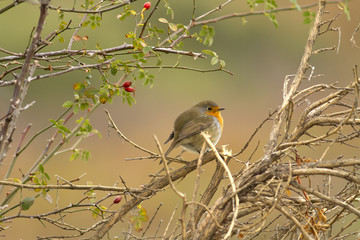 Erihacus rubecula