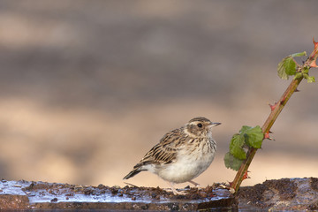 Lullula arborea
