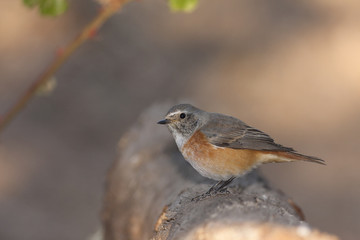 Phoenicuros phoenicuros