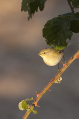 Philloscopus collybita