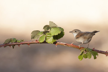 Sylvia conspicillata