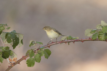 Philloscopus collybita