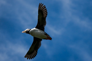Puffin