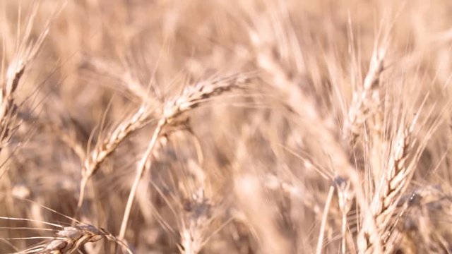 Wheat or rye field full HD video. Close up bokeh blurred spikelets. Harvest agriculture farm rural landscape. 