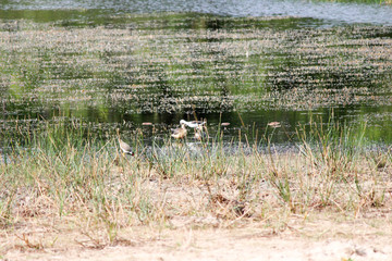 Vögel am Wasserloch