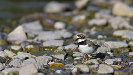 Little Ringed Plover - Charadrius dubius, Lesbos