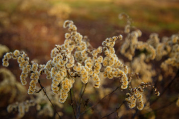 Fototapeta premium Dry autumn grasses on a meadow in the light of sunset