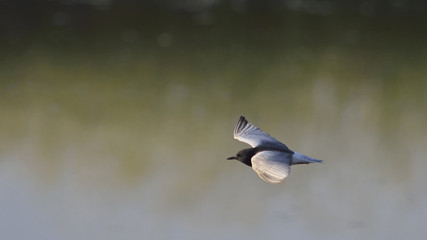 The White-winged Tern, or White-winged Black Tern (Chlidonias leucopterus), Greece 
