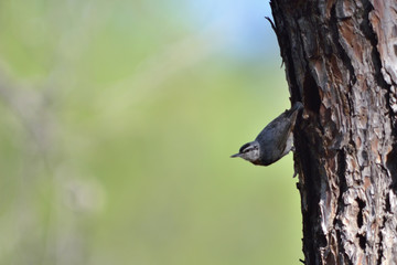 Kruper´s Nuthatch (Sitta kruperi), Lesbos, Greece 