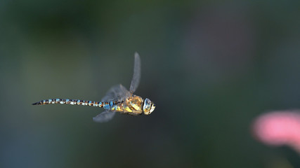 Aeshna mixta - Migrant Hawker, Crete