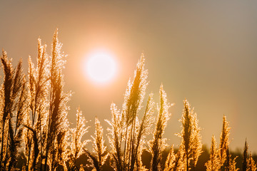 Beautiful Dry Grass In Sunset Sunlight. Sun Rising Above Wild Plant
