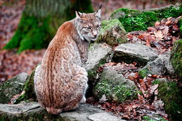 luchs