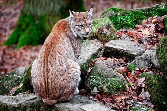 luchs