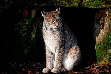 luchs