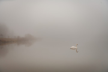 The swan of the foggy lake
